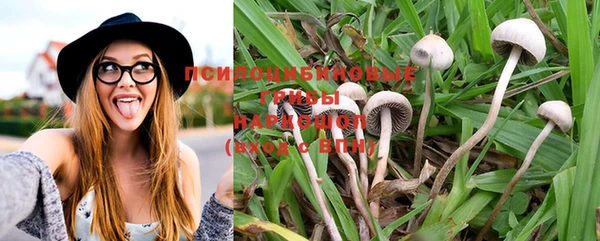 PSILOCYBIN Алзамай